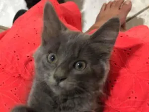 Gato raça Srd  idade 2 a 6 meses nome Kyria
