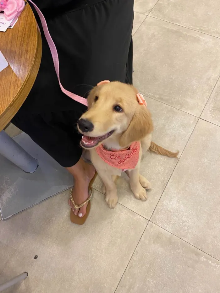 Cachorro ra a golden  idade 2 a 6 meses nome Nala 