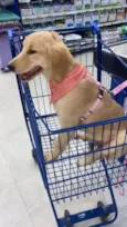 Nala 