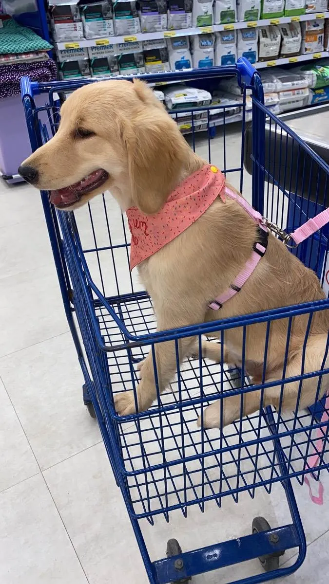 Cachorro ra a golden  idade 2 a 6 meses nome Nala 