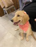 Nala 