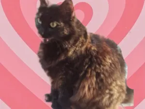 Gato raça Srd idade 1 ano nome Ágatha linda urgente