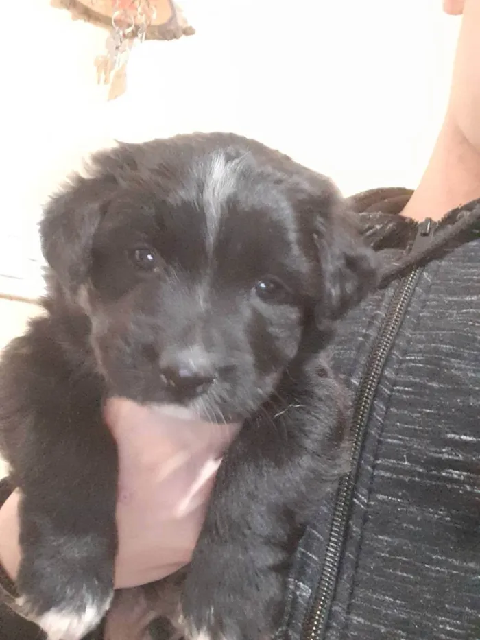 Cachorro raça Vira - lata  idade Abaixo de 2 meses nome Zeus 