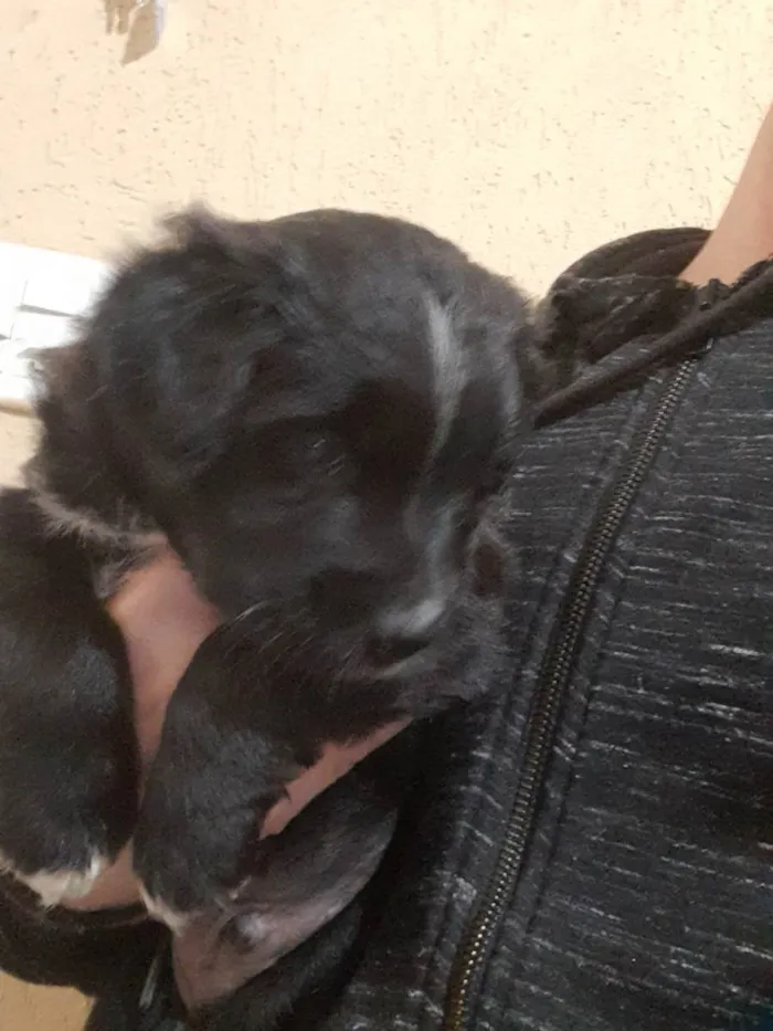Cachorro raça Vira - lata  idade Abaixo de 2 meses nome Zeus 