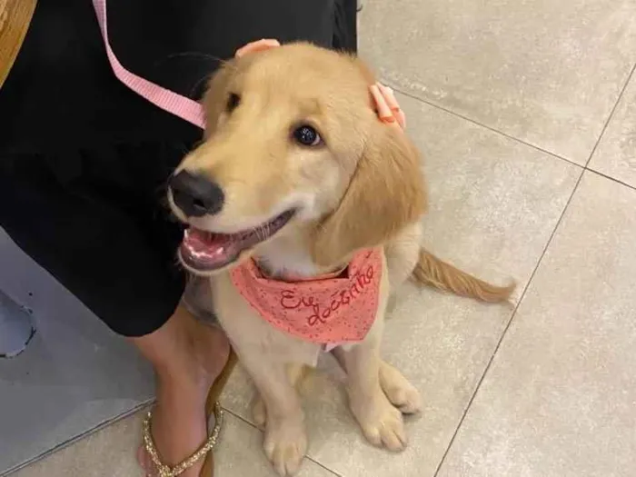 Cachorro ra a golden  idade 2 a 6 meses nome Nala 