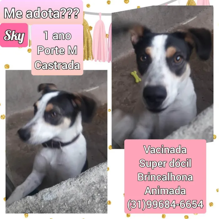 Cachorro raça SRD idade 1 ano nome Sky