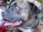 Cachorro raça Boxer idade 4 anos nome Scooby