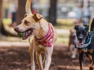 Cachorro raça Mix Pitt idade 2 anos nome Clara 