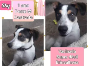 Cachorro raça SRD idade 1 ano nome Sky