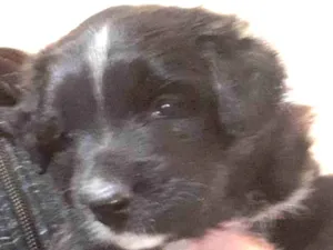 Cachorro raça Vira - lata  idade Abaixo de 2 meses nome Zeus 