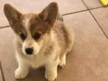 Cachorro ra a Corgi idade 3 anos nome Mel