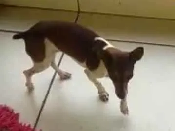 Cachorro raça Pinscher idade 7 a 11 meses nome Lola