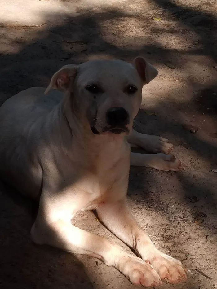 Cachorro ra a Mista vira lata / Pitbull  idade 1 ano nome Kira 