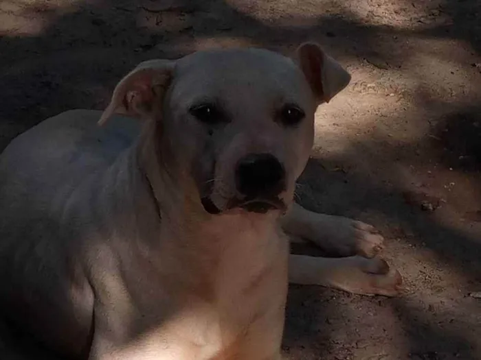 Cachorro ra a Mista vira lata / Pitbull  idade 1 ano nome Kira 
