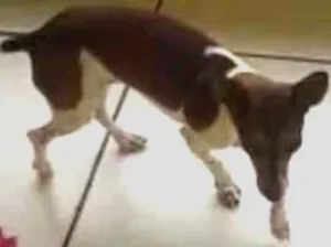 Cachorro raça Pinscher idade 7 a 11 meses nome Lola