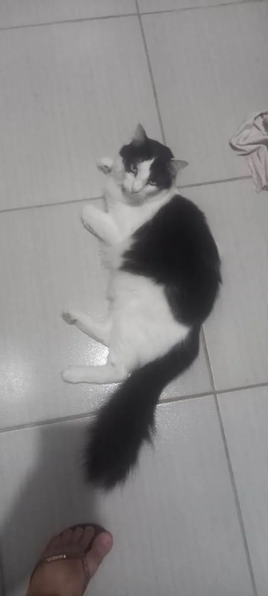 Gato ra a  idade 1 ano nome Frajola