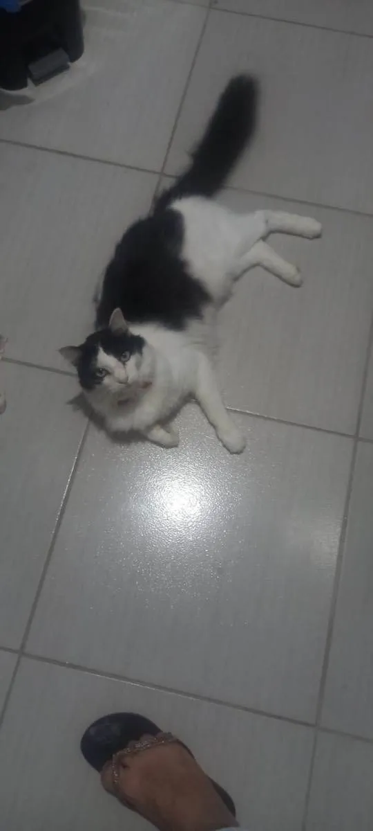 Gato ra a  idade 1 ano nome Frajola