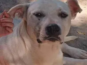 Cachorro raça Mista vira lata / Pitbull  idade 1 ano nome Kira 