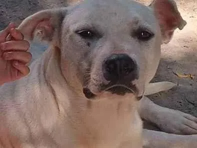 Cachorro ra a Mista vira lata / Pitbull  idade 1 ano nome Kira 