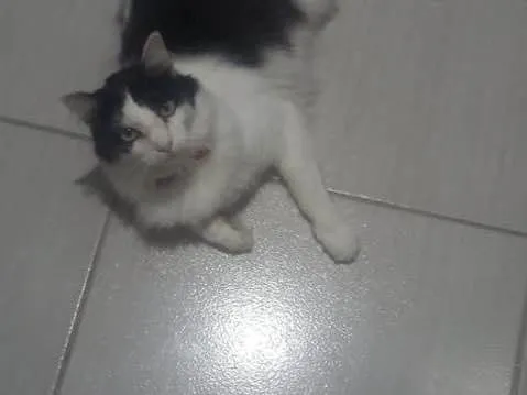 Gato ra a  idade 1 ano nome Frajola