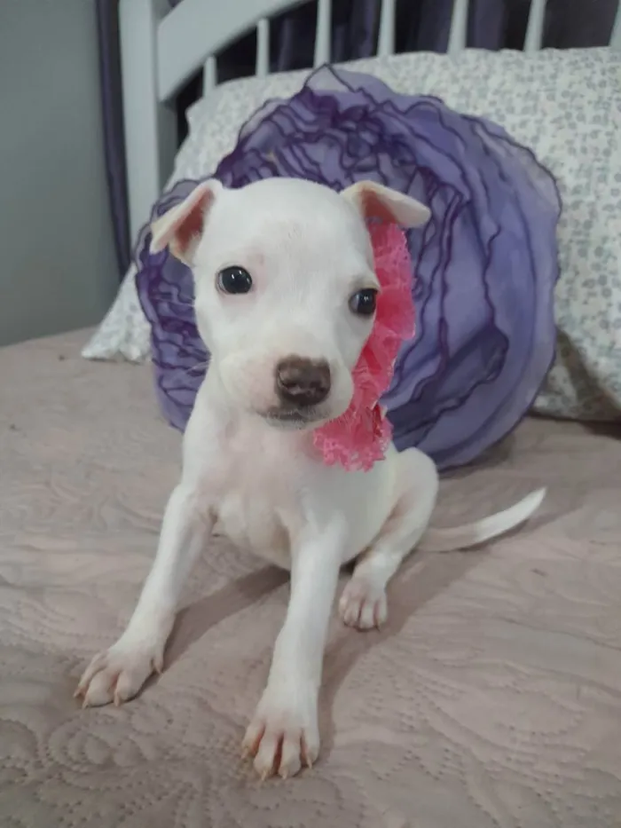 Cachorro ra a Mestiça pitbull idade Abaixo de 2 meses nome Filhote 2 meses 
