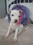 Filhote 2 meses