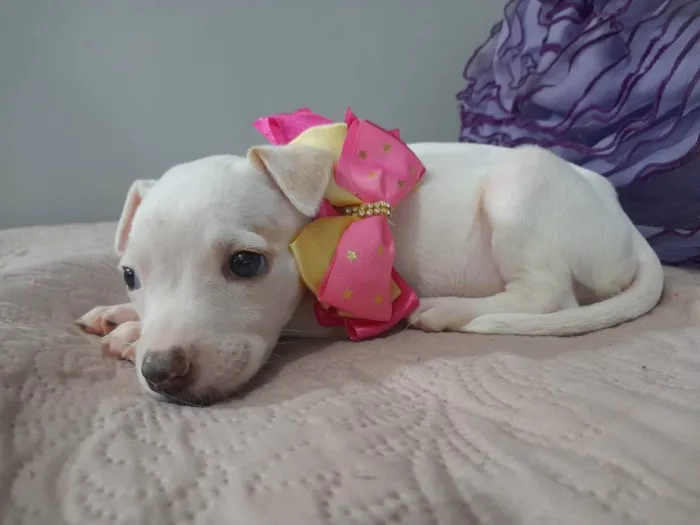 Cachorro ra a Mestiça pitbull idade Abaixo de 2 meses nome Filhote 2 meses 