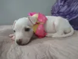 Filhote 2 meses