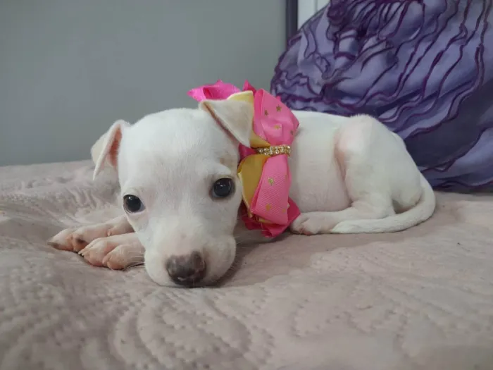 Cachorro ra a Mestiça pitbull idade Abaixo de 2 meses nome Filhote 2 meses 