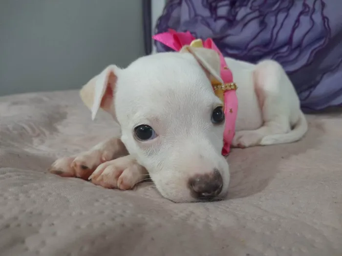 Cachorro ra a Mestiça pitbull idade Abaixo de 2 meses nome Filhote 2 meses 