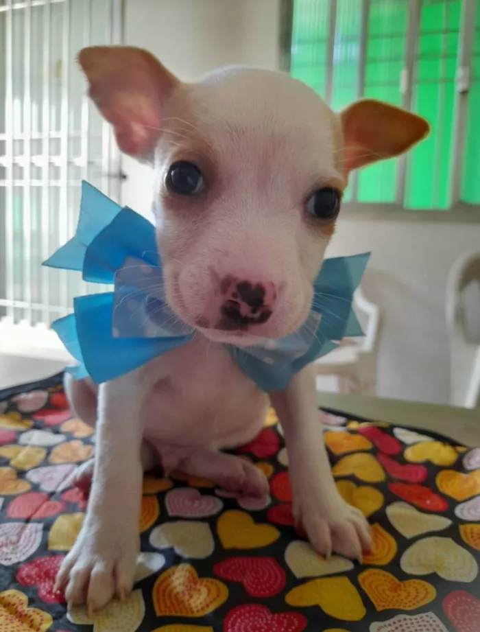 Cachorro ra a Pitbull idade 2 a 6 meses nome Filhotes de 2 meses