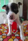Filhotes de 2 meses