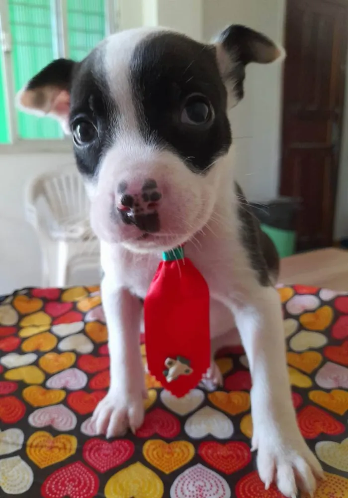 Cachorro ra a Pitbull idade 2 a 6 meses nome Filhotes de 2 meses