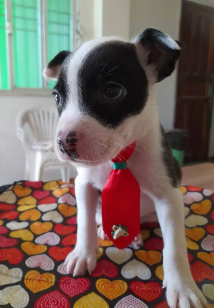 Cachorro ra a Pitbull idade 2 a 6 meses nome Filhotes de 2 meses