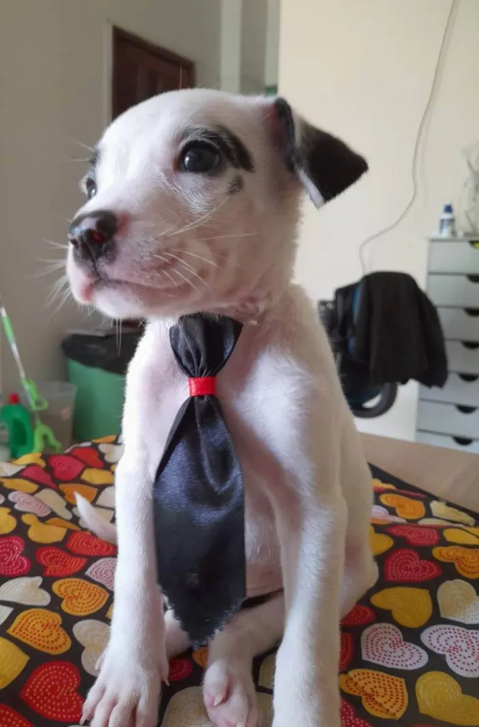 Cachorro ra a Pitbull idade 2 a 6 meses nome Filhotes de 2 meses