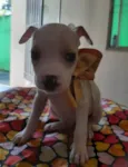 Filhotes de 2 meses