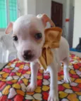 Filhotes de 2 meses