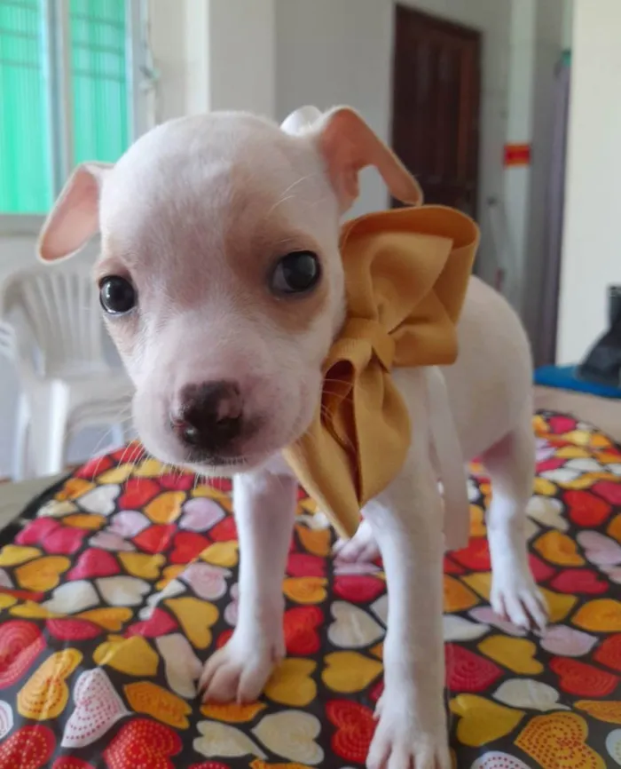 Cachorro ra a Pitbull idade 2 a 6 meses nome Filhotes de 2 meses