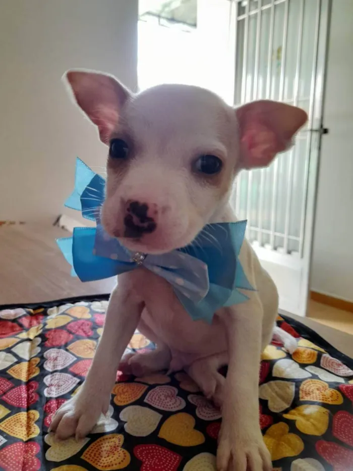 Cachorro ra a Pitbull idade 2 a 6 meses nome Filhotes de 2 meses
