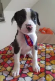 Filhotes de 2 meses