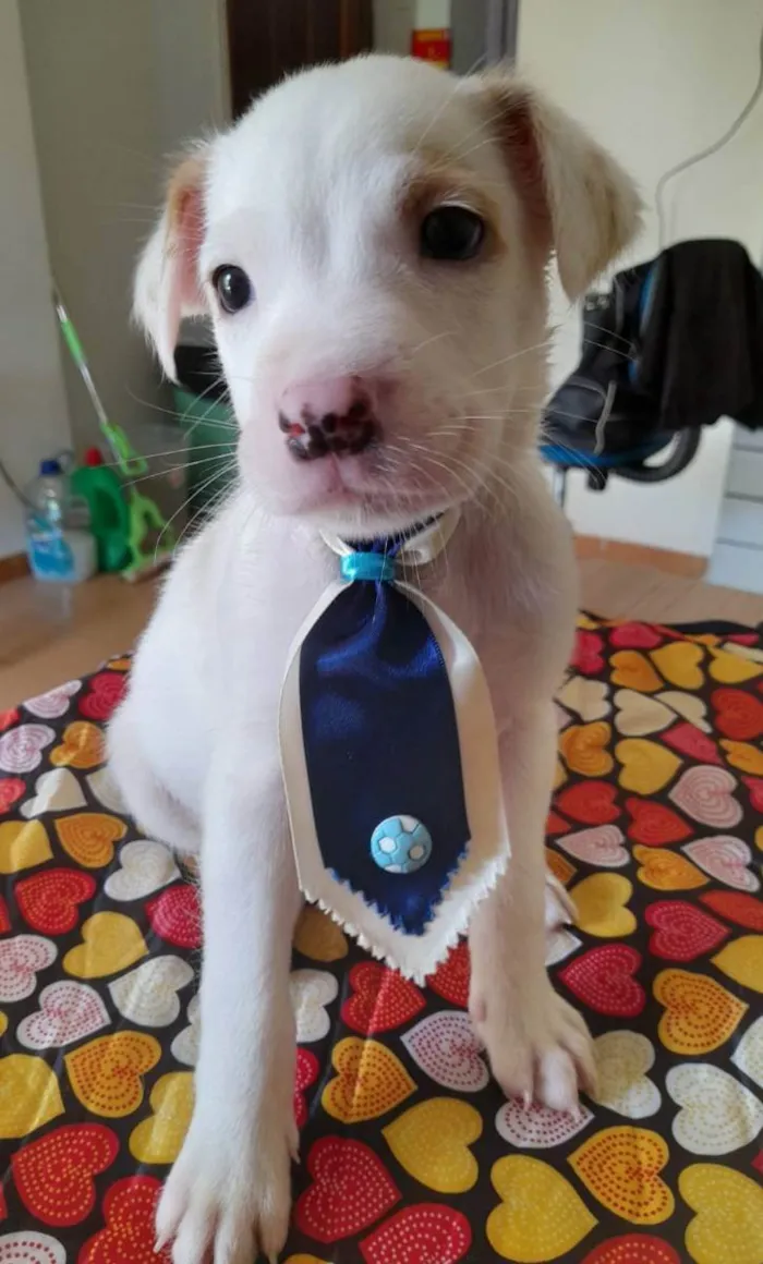 Cachorro ra a Pitbull idade 2 a 6 meses nome Filhotes de 2 meses