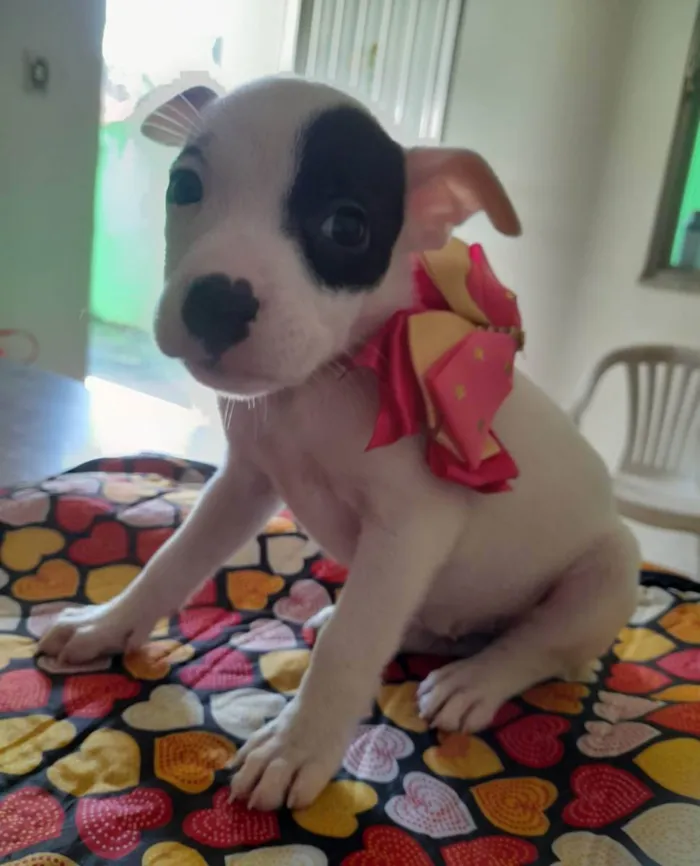 Cachorro ra a Pitbull idade 2 a 6 meses nome Filhotes de 2 meses