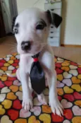 Filhotes de 2 meses