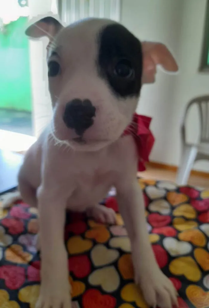 Cachorro ra a Pitbull idade 2 a 6 meses nome Filhotes de 2 meses