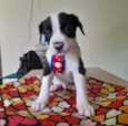 Filhotes de 2 meses