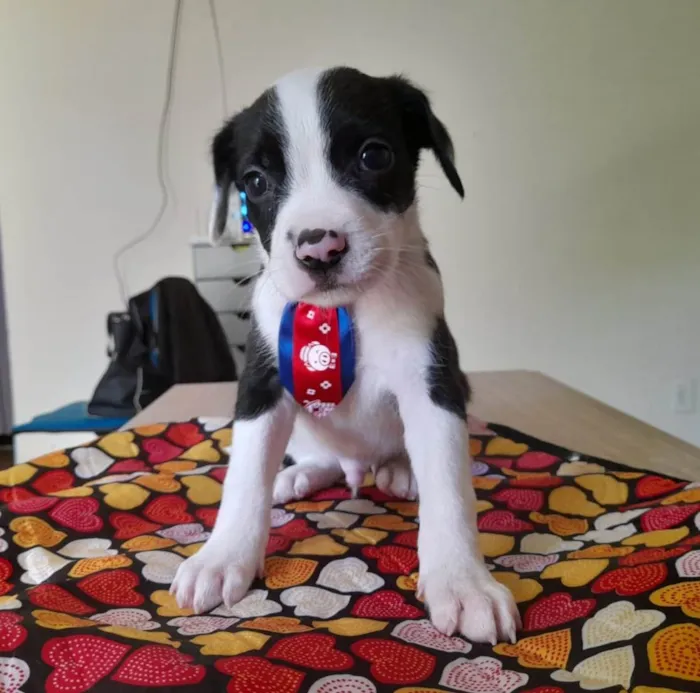 Cachorro ra a Pitbull idade 2 a 6 meses nome Filhotes de 2 meses
