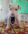 Filhotes de 2 meses