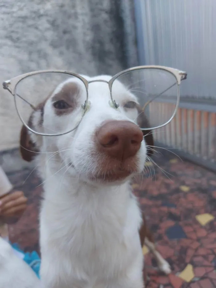 Cachorro ra a SRD idade 7 a 11 meses nome Filhotes de 7 meses