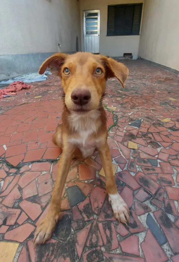 Cachorro ra a SRD idade 7 a 11 meses nome Filhotes de 7 meses