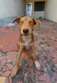 Filhotes de 7 meses